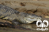 خانواده کروکودیل ها Crocodylidae